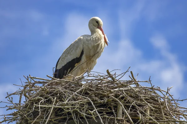 Mycket Närbild Vackra Stork Exemplar Sitt — Stockfoto