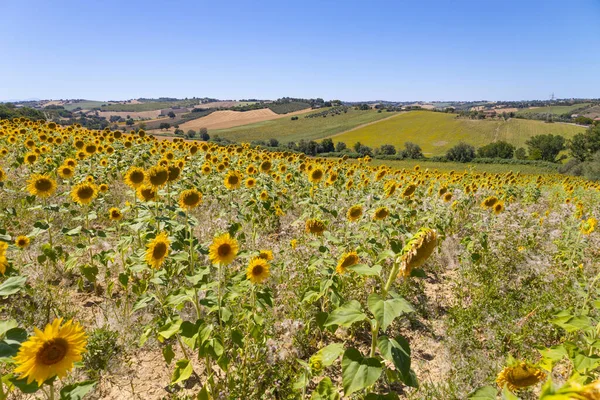 İtalya 'nın Ancona ili Marche bölgesinde ayçiçeği tarlaları