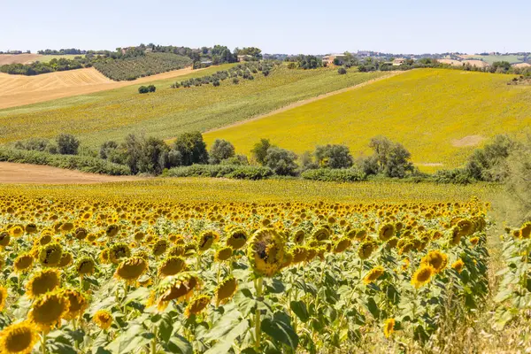 İtalya 'nın Ancona ili Marche bölgesinde ayçiçeği tarlaları