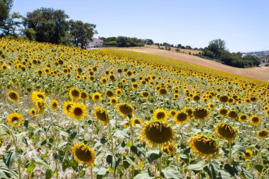 İtalya 'nın Ancona ili Marche bölgesinde ayçiçeği tarlaları