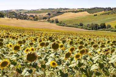 İtalya 'nın Ancona ili Marche bölgesinde ayçiçeği tarlaları