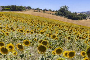 İtalya 'nın Ancona ili Marche bölgesinde ayçiçeği tarlaları