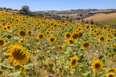 İtalya 'nın Ancona ili Marche bölgesinde ayçiçeği tarlaları
