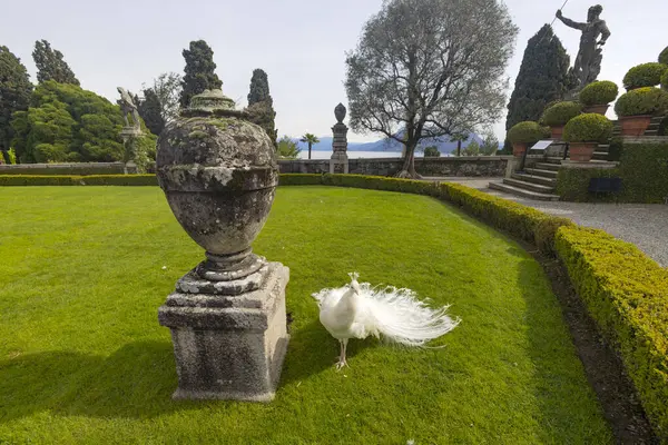 STRESA, ITALY, 4 Nisan 2024 - Maggiore Lake, Stresa 'daki Isola Bella Gardens' ta güzel beyaz tavus kuşu, Verbano-Cusio-Ossola, Piedmont, İtalya.