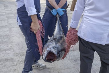 Sicilya, İtalya 'da büyük bir ton balığı yakalandı.