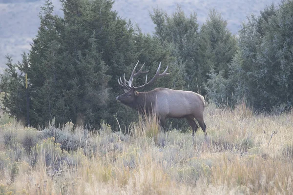 Boğa geyiği kavga arıyor.