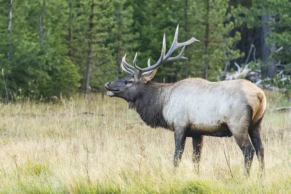 Yakın plan mı yoksa büyük boynuzlu koyun Ram mı?