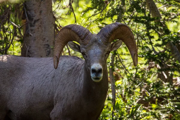 Rocky Dağı koca boynuzlu koyunu. 