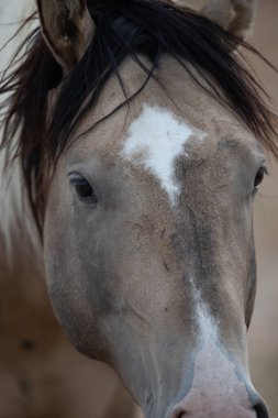 Yaban Mustang 'e yakın çekim