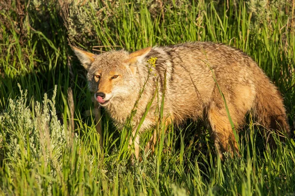 Çakal yemekten sonra dudaklarını yalıyor.