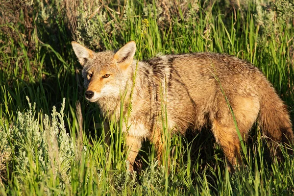 Çakal yemek için avlanıyor.