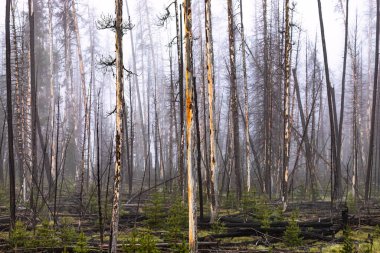Yanmış bir ormanın matematiğinden sonra