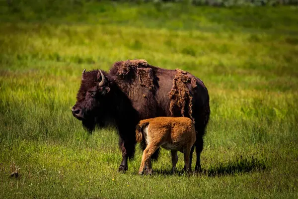 Genç bizon yavrusu anneyi emiyor.