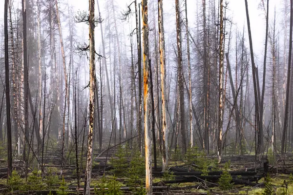 Yanmış bir ormanın matematiğinden sonra