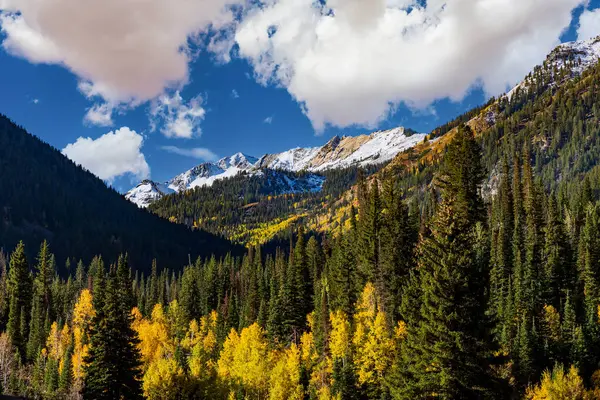 Kayalık dağ bighorn koyunu 