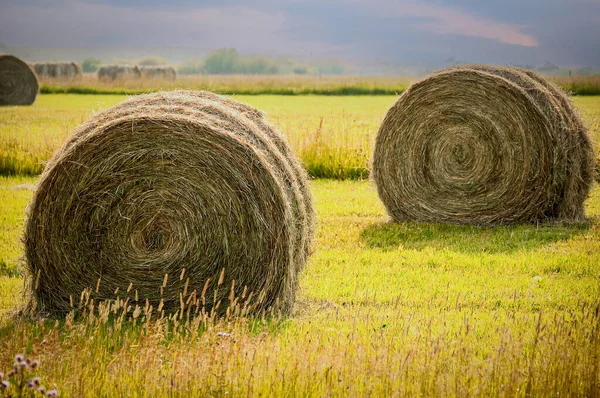 Bir tarlada toplanacak saman balyaları.