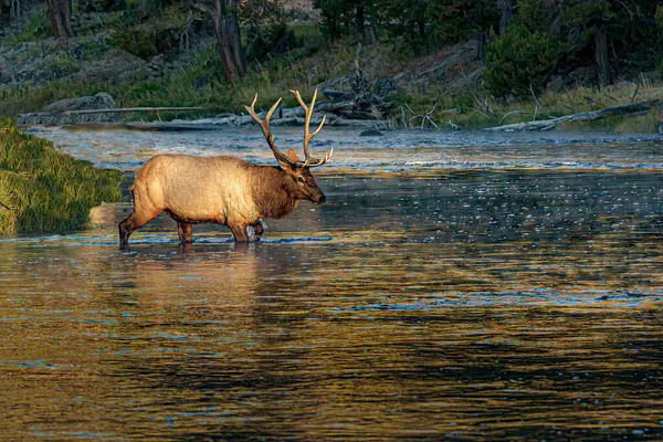 Geyik nehri geçiyor.