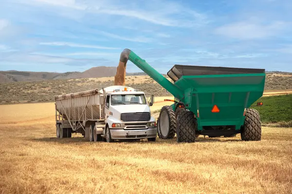Buğday hasadı birleşimi bir kamyona boşaltıyor.
