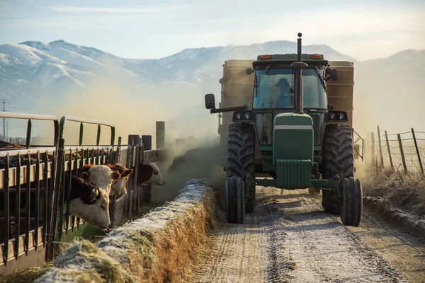 Saman besleyicisini çeken bir traktörden sığırları beslemek