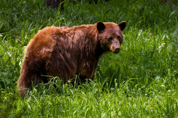Yalnız siyah ayı uzun otların arasında yürüyor.