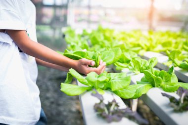 yeşil salata sebze hydroponic çiftlik.