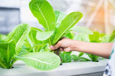 yeşil salata sebze hydroponic çiftlik.