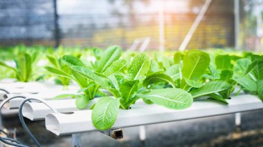 yeşil salata sebze hydroponic çiftlik