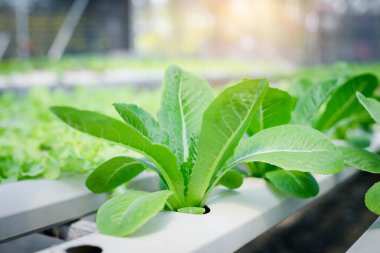 yeşil salata sebze hydroponic çiftlik