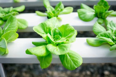 yeşil salata sebze hydroponic çiftlik