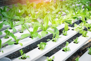 yeşil salata sebze hydroponic çiftlik