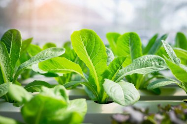 yeşil salata sebze hydroponic çiftlik