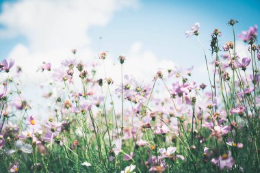 Cosmos çiçek çiçek bahçesinde.