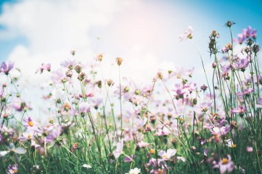 Cosmos çiçek çiçek bahçesinde.