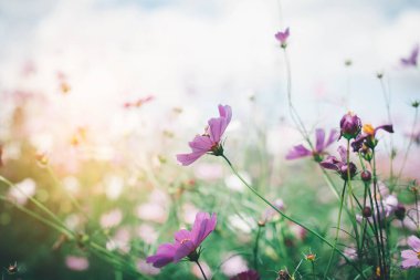 Cosmos çiçek çiçek bahçesinde.