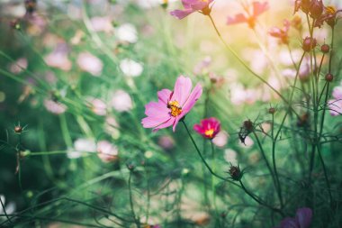 Cosmos çiçek çiçek bahçesinde.