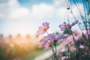 Cosmos çiçek çiçek bahçesinde.