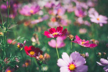Cosmos çiçek çiçek bahçesinde.