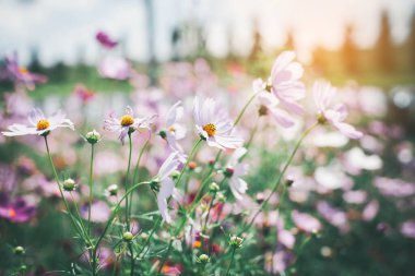 Cosmos çiçek çiçek bahçesinde.