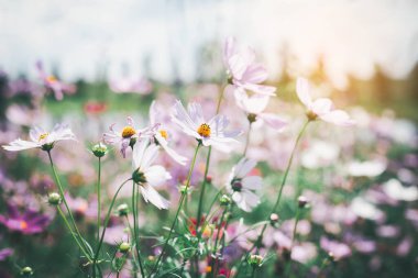 Cosmos çiçek çiçek bahçesinde.