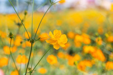 Kozmos rengarenk çiçekleri bahar mevsiminde günbatımında tarlada. Fotoğraf tonlu Instagram filtreleri. Doğa arkaplanı