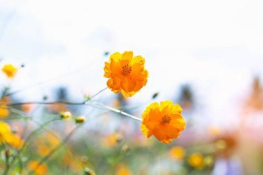 Kozmos rengarenk çiçekleri bahar mevsiminde günbatımında tarlada. Fotoğraf tonlu Instagram filtreleri. Doğa arkaplanı