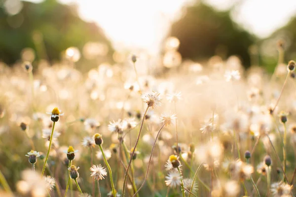 Vackert Ängsfält Med Färskt Gräs Naturen Sommar Vår Perfekt Naturligt — Stockfoto