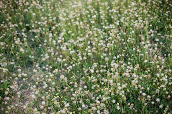 Прекрасне Лугове Поле Свіжою Травою Природі Літня Весна Ідеальний Природний — стокове фото
