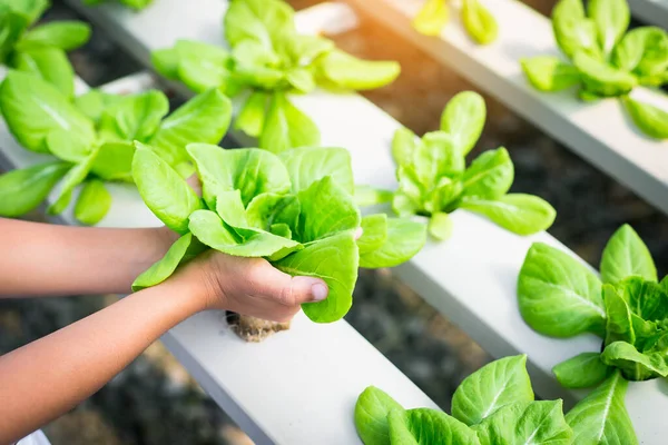 Sayuran Salad Hijau Peternakan Hidroponik Stok Foto