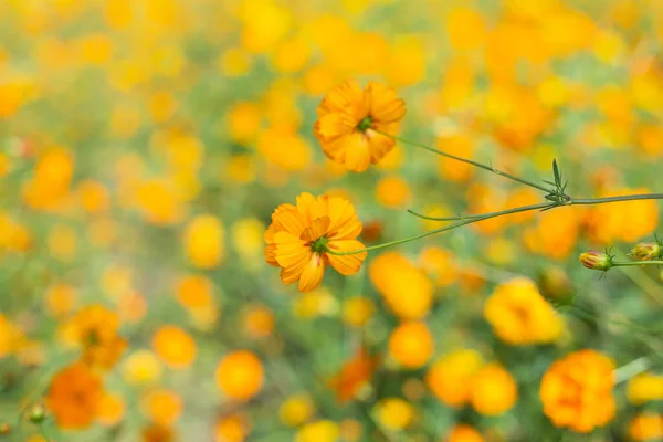 Kozmos Rengarenk Çiçekleri Bahar Mevsiminde Günbatımında Tarlada Fotoğraf Tonlu Instagram - Stok İmaj