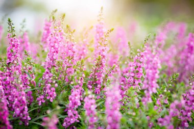 Cosmos çiçek çiçek bahçesinde