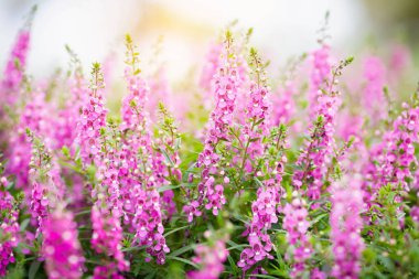 Cosmos çiçek çiçek bahçesinde