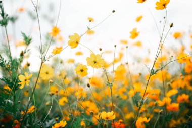 Cosmos çiçek çiçek bahçesinde