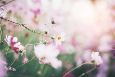 bahçede çiçek açan evren çiçekler