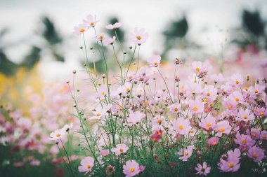 bahçede çiçek açan evren çiçekler